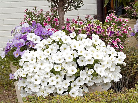 PETUNIA_WHITE_IN_CONTAINER_PLANTING