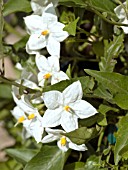 SOLANUM JASMINOIDES WHITE,  POTATO VINE