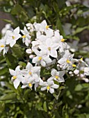 SOLANUM JASMINOIDES WHITE,  POTATO VINE.