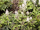 TIARELLA IRON BUTTERFLY