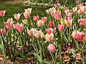 TULIP MIX PLANTING