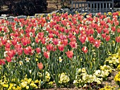 TULIP NARCISSUS VIOLA MIX