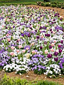 TULIPA UNERPLANTED WITH VIOLA MIX