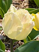 TULIPA FRINGED ELEGANCE