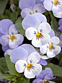 VIOLA JEWEL BLUE WHITE