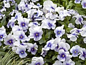 VIOLA WITTROCKIANA BLUE PANSY