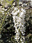 WISTERIA SINENSIS ALBA