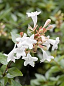 ABELIA x GRANDIFLORA