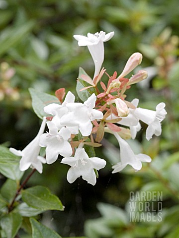 ABELIA_x_GRANDIFLORA