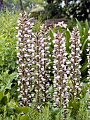 ACANTHUS MOLLIS