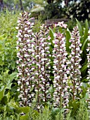 ACANTHUS MOLLIS