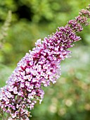 BUDDLEIA DAVIDII PEACOCK