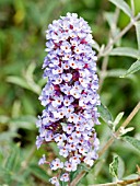 BUDDLEIA DAVIDII PETITE INDIGO