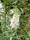 BUDDLEIA DAVIDII WHITE