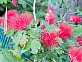 CALLIANDRA EMARGINATA,  MINIATURE POWDERPUFF.