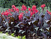 CANNA RED FUTURITY