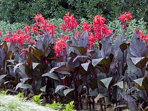 CANNA_RED_FUTURITY