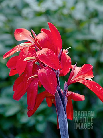 CANNA_RED_FUTURITY