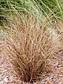 CAREX BRONCO