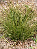 CAREX PRAIRIE FIRE