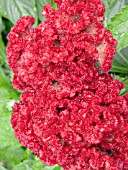 CELOSIA CRISTATA RED