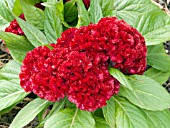 CELOSIA CRISTATA RED