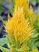 CELOSIA PLUMOSA FRESH LOOK GOLD