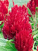 CELOSIA PLUMOSA FRESH LOOK RED