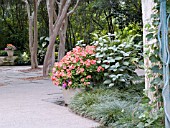 CONTAINER PLANTING PLECTRANTHUS AND IMPATIENS