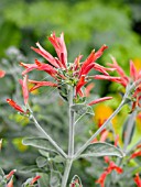 DICLIPTERA SUBERECTA,  HUMMINGBIRD PLANT OR URUGUAYAN FIRECRACKER PLANT.