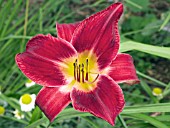 HEMEROCALLIS RED VOLUNTEER