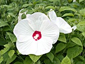 HIBISCUS MOSCHEUTOS DISCO BELLE WHITE