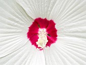 HIBISCUS MOSCHEUTOS DISCO BELLE WHITE