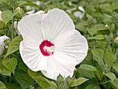 HIBISCUS MOSCHEUTOS DISCO BELLE WHITE