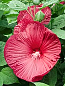 HIBISCUS MOSCHEUTOS LUNA RED