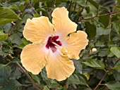 HIBISCUS ROSASINENSIS CHERIE