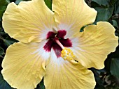 HIBISCUS ROSASINENSIS CHERIE