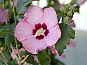 HIBISCUS SYRIACUS APHRODITE