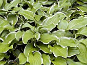 HOSTA SUGAR AND CREAM