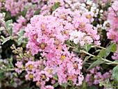 LAGERSTROEMIA DELTA BLUSH