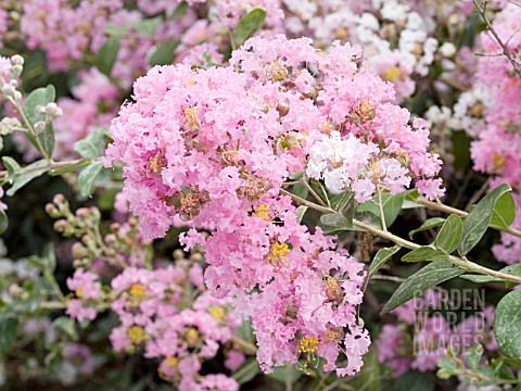 LAGERSTROEMIA_DELTA_BLUSH