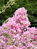 LAGERSTROEMIA DELTA BLUSH