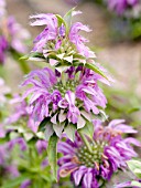 MONARDA LAMBADA