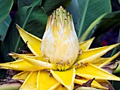 MUSELLA LASIOCARPA, (CHINESE YELLOW BANANA)