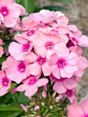 PHLOX PANICULATA PINK FLAME