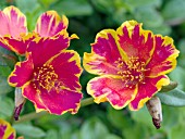 PORTULACA OLERACEA FIREGOLD