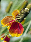 RATIBIDA COLUMNIFERA, MEXICAN HAT UPRIGHT PRARIE CONEFLOWER.