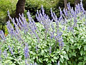 SALVIA INDIGO SPIRES