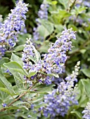 VITEX ROTUNDIFOLIA,  KOLOKOLO KAHAKAI.