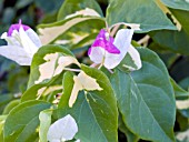 BOUGAINVILLEA VARIEGATED,  PINK AND WHITE BRACTS.